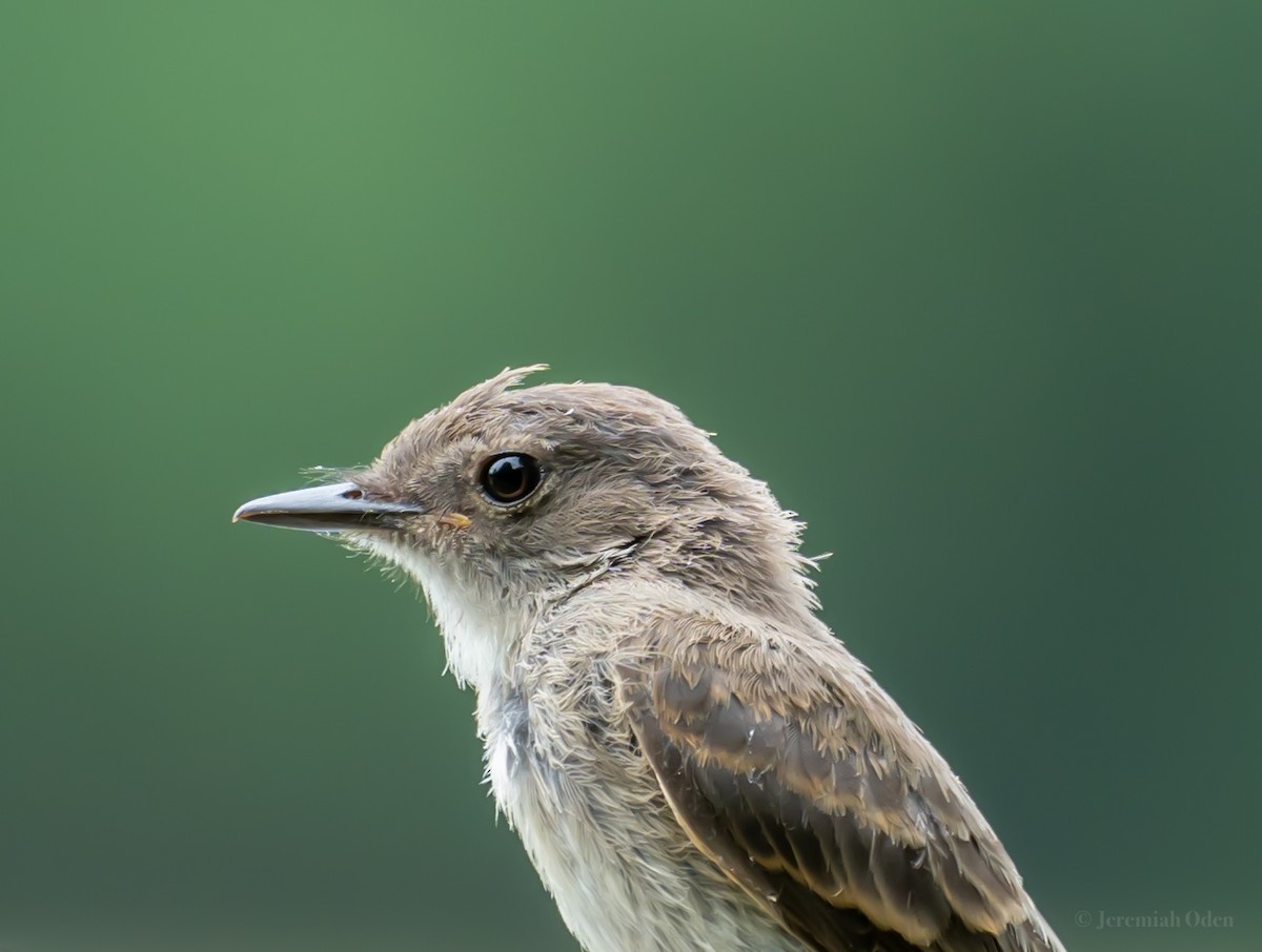 Eastern Phoebe - ML621745898