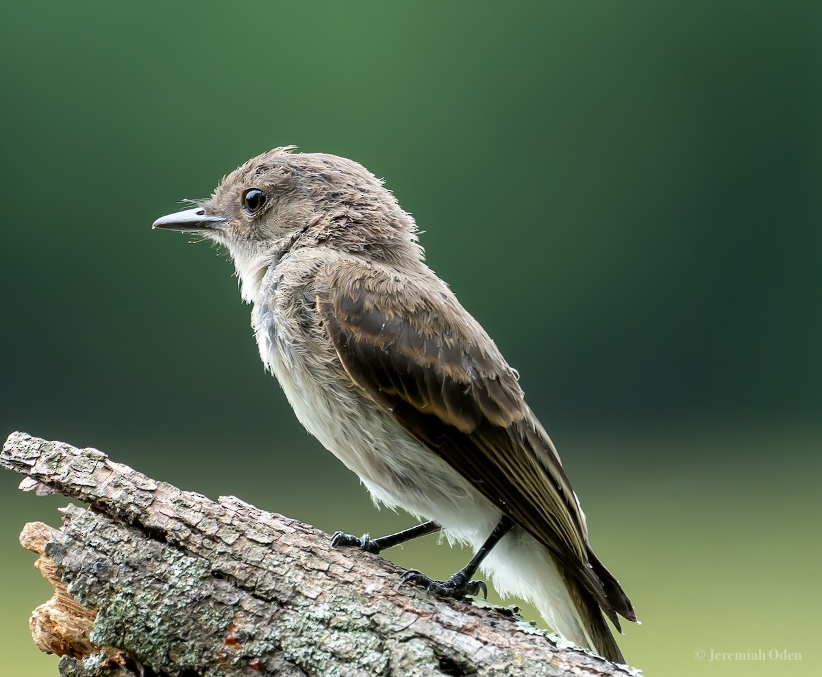 Eastern Phoebe - ML621745899