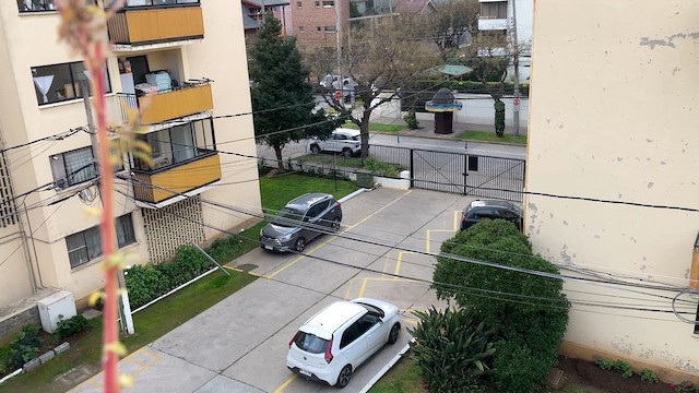 Gray-hooded Sierra Finch - ML621745911