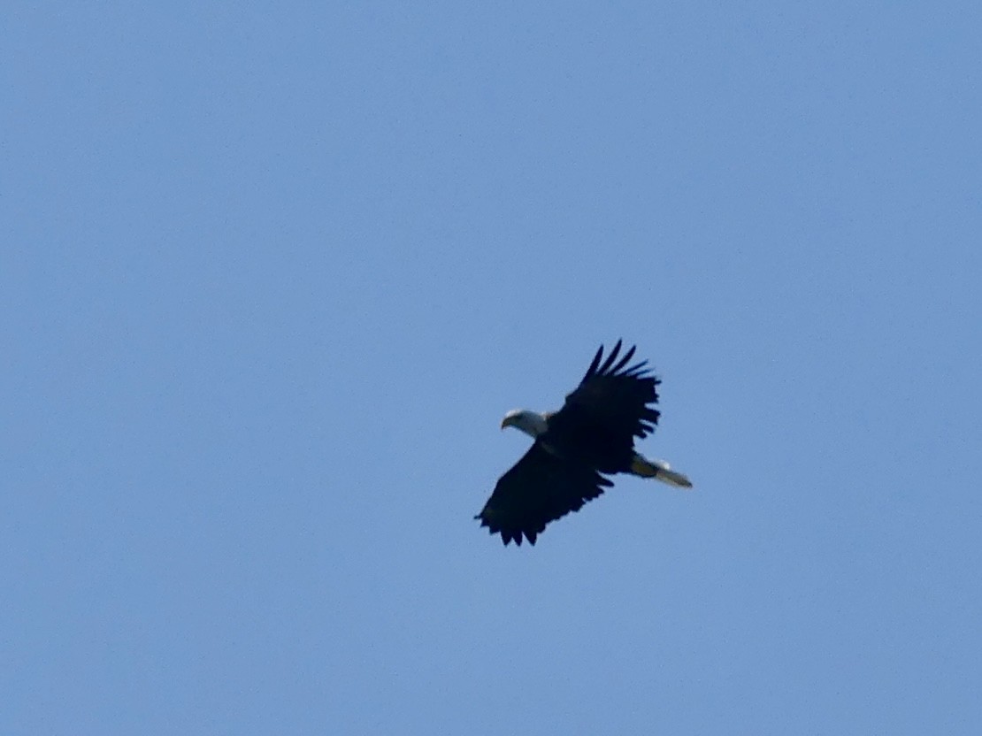 Bald Eagle - Steffen Boddeker