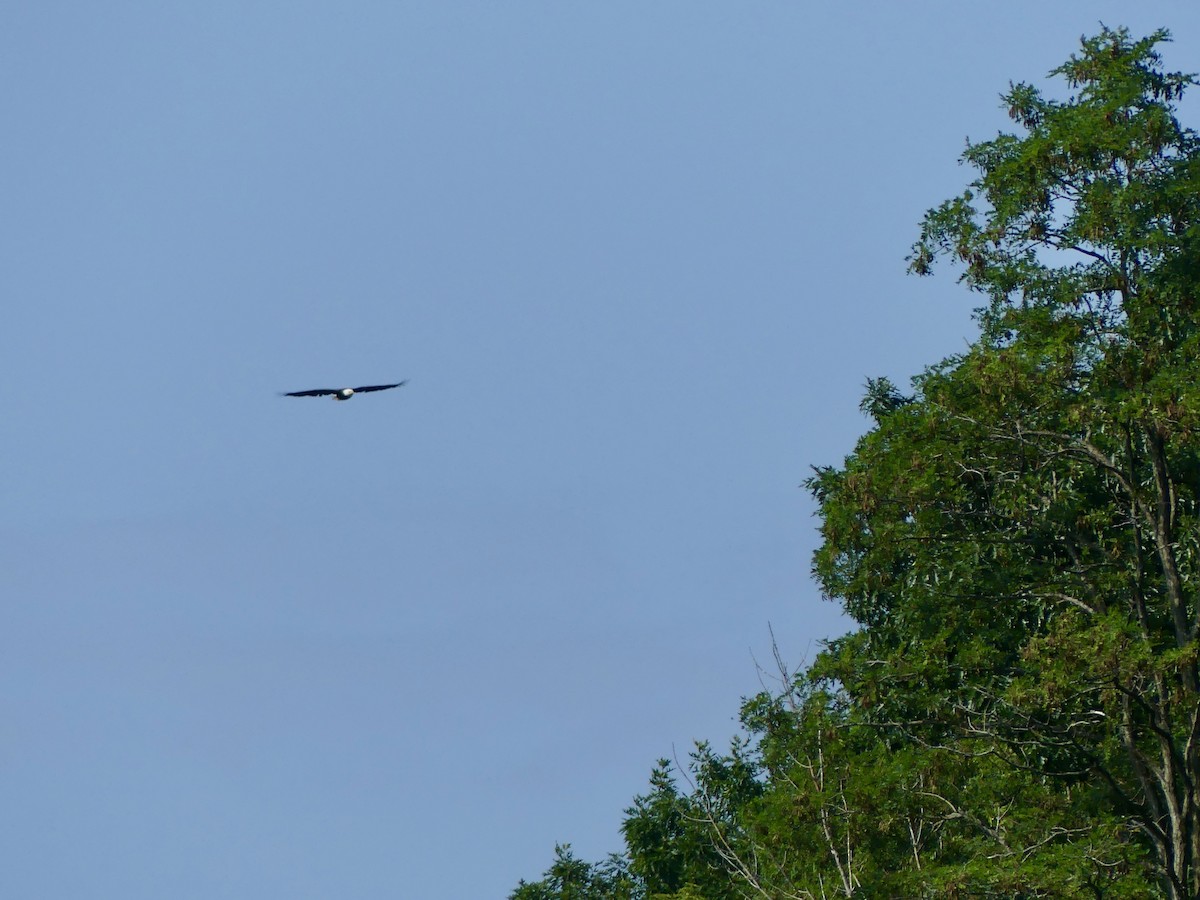 Bald Eagle - ML621745918