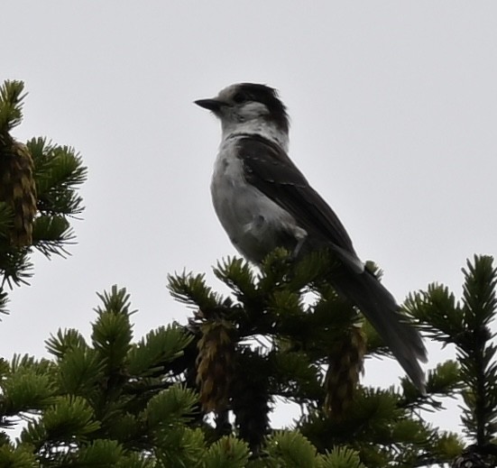 Canada Jay - ML621745940