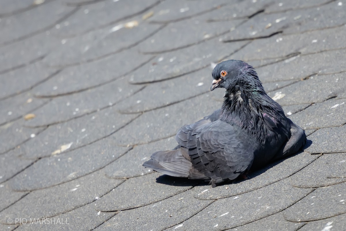 Rock Pigeon (Feral Pigeon) - ML621745992