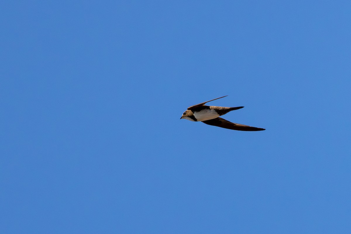 Alpine Swift - ML621745998