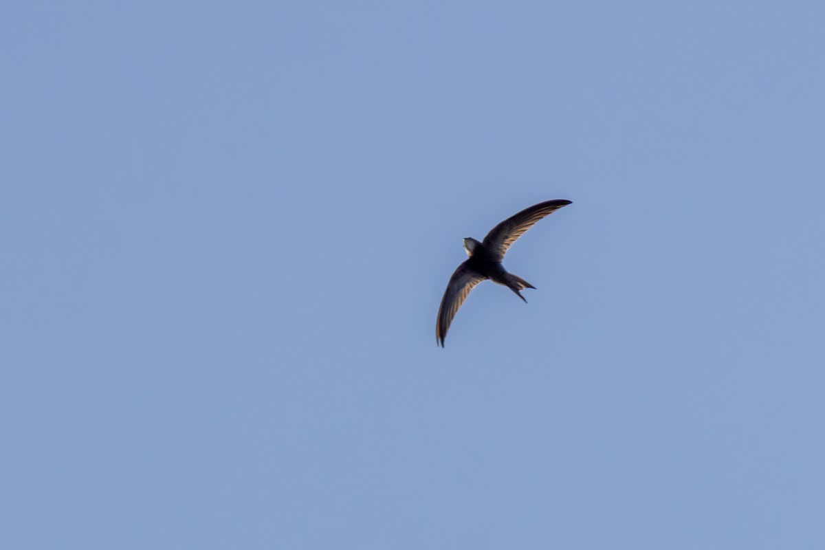 Pallid Swift - ML621746003