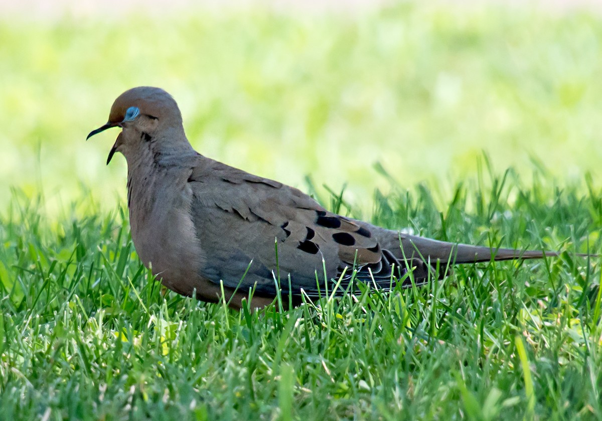 Mourning Dove - ML621746004