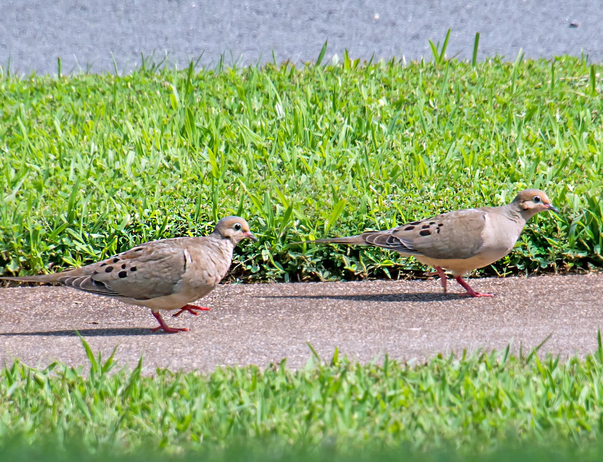 Mourning Dove - chandana roy