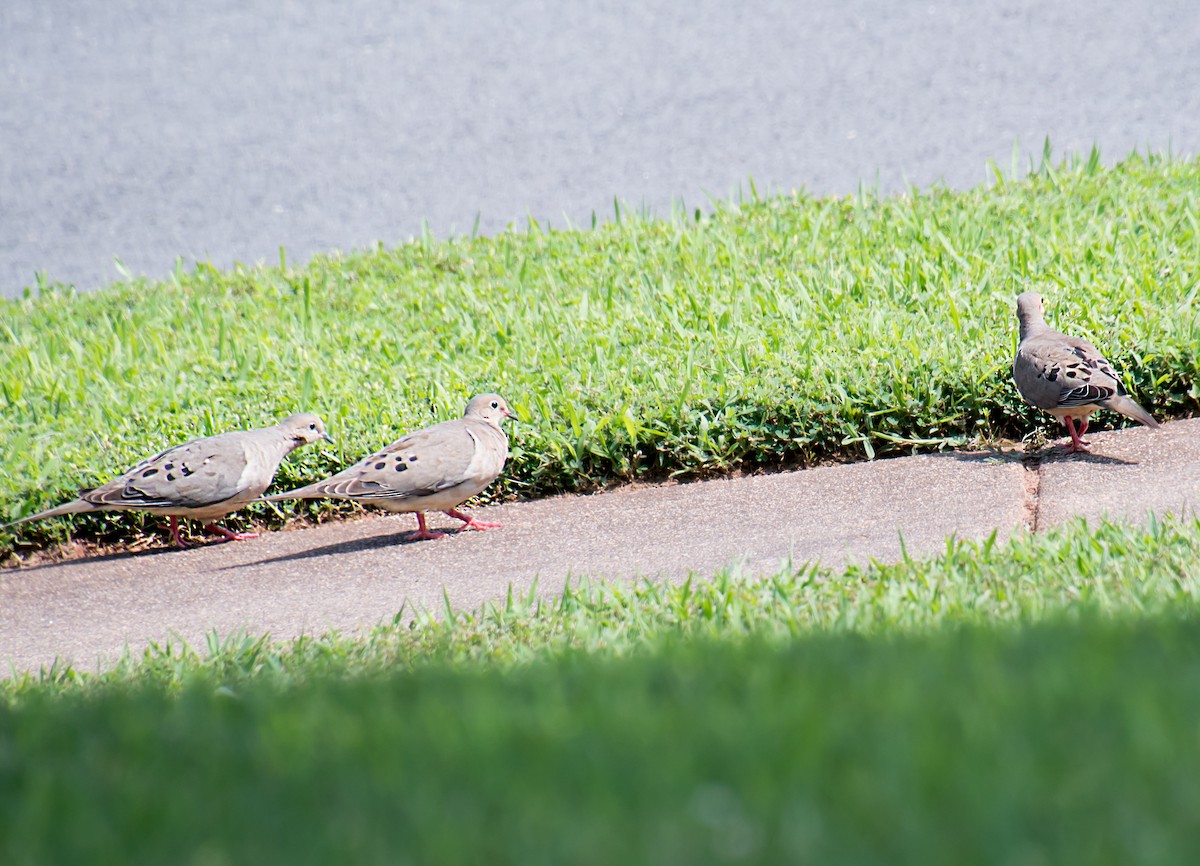 Mourning Dove - ML621746013