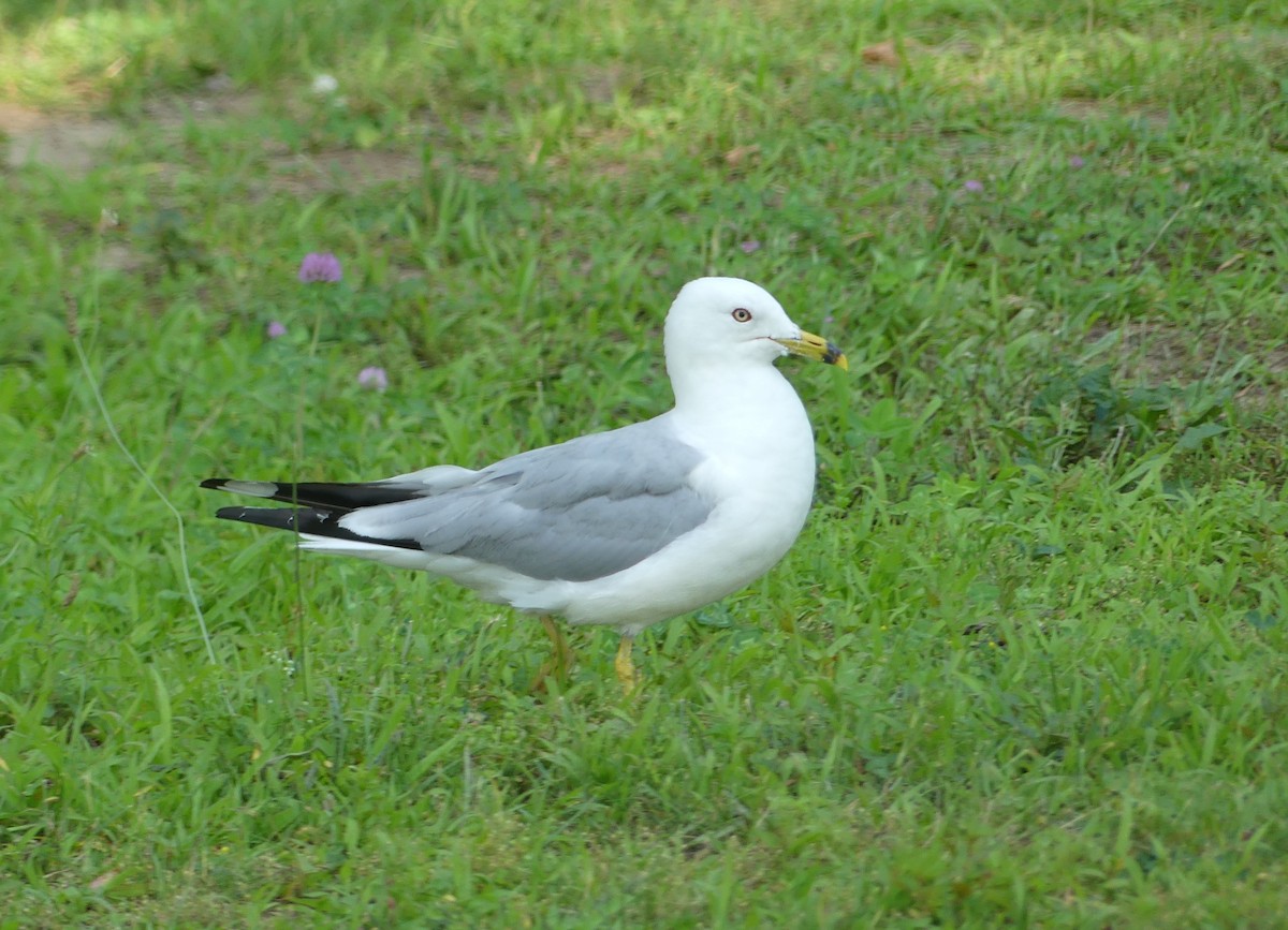 Ring-billed Gull - ML621746083