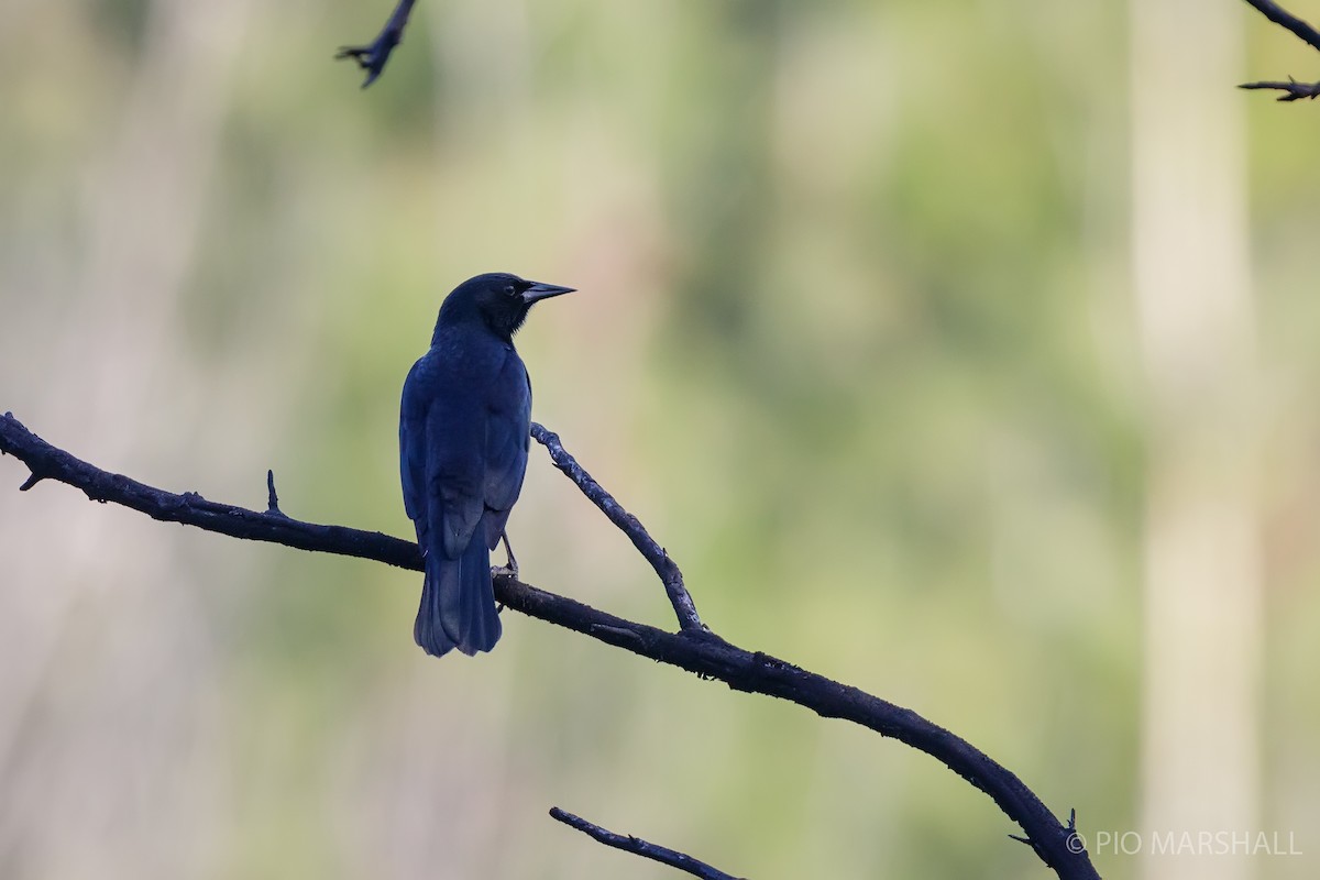 Austral Blackbird - Pio Marshall