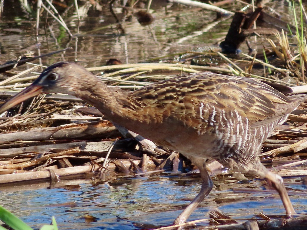 Clapper Rail - ML621746180