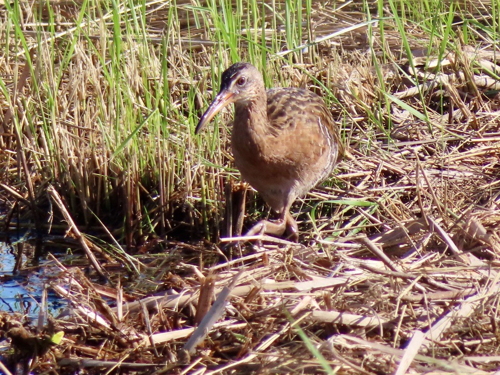 Clapper Rail - ML621746184