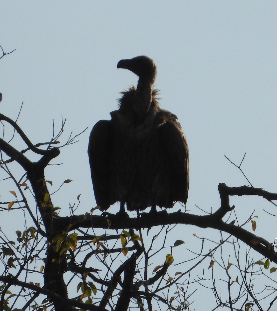 White-backed Vulture - ML621746280