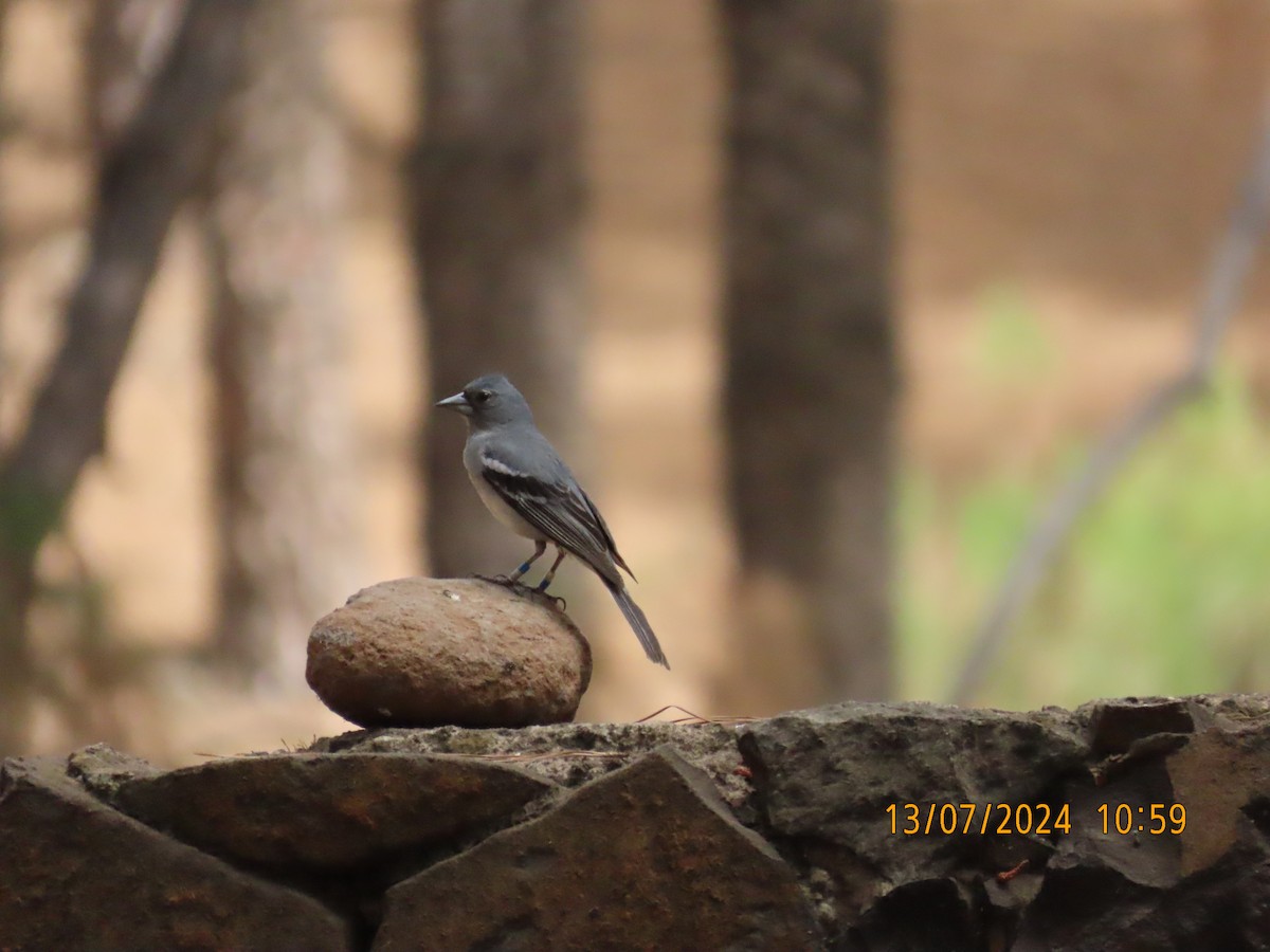 Gran Canaria Blue Chaffinch - ML621746296