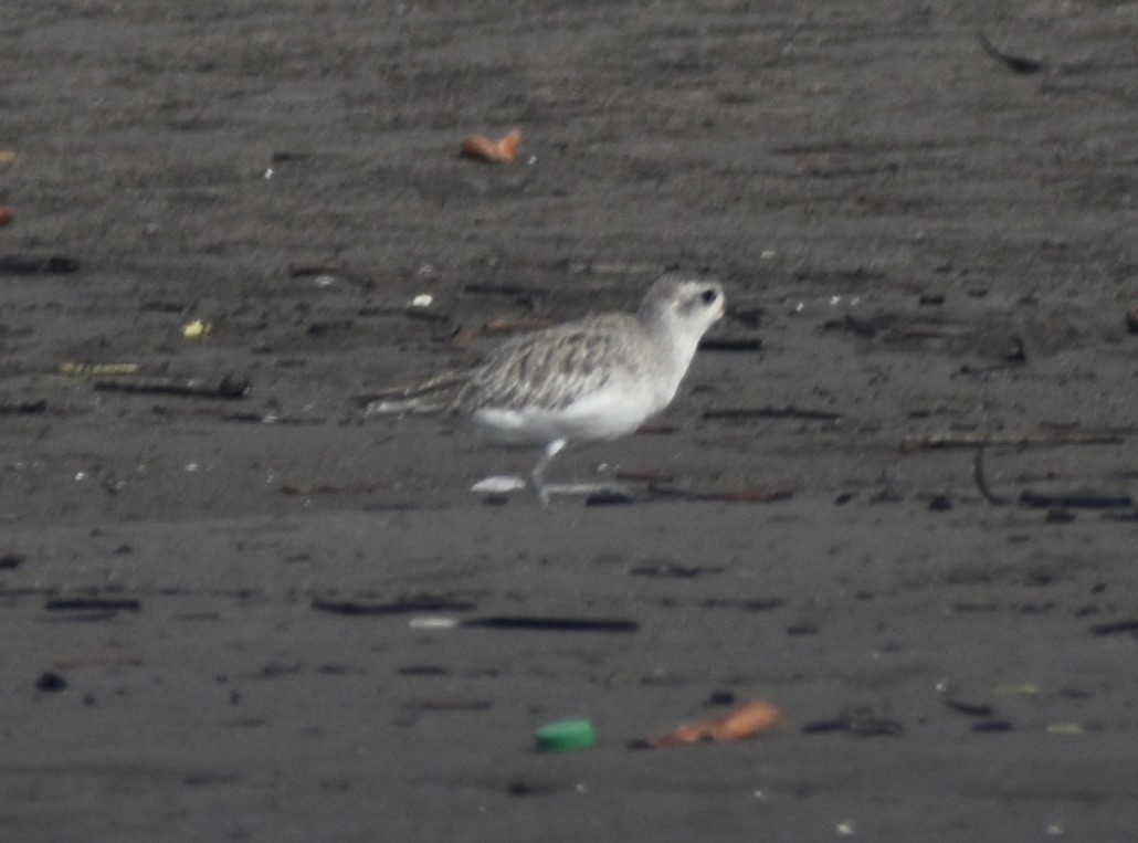 Black-bellied Plover - ML621746344