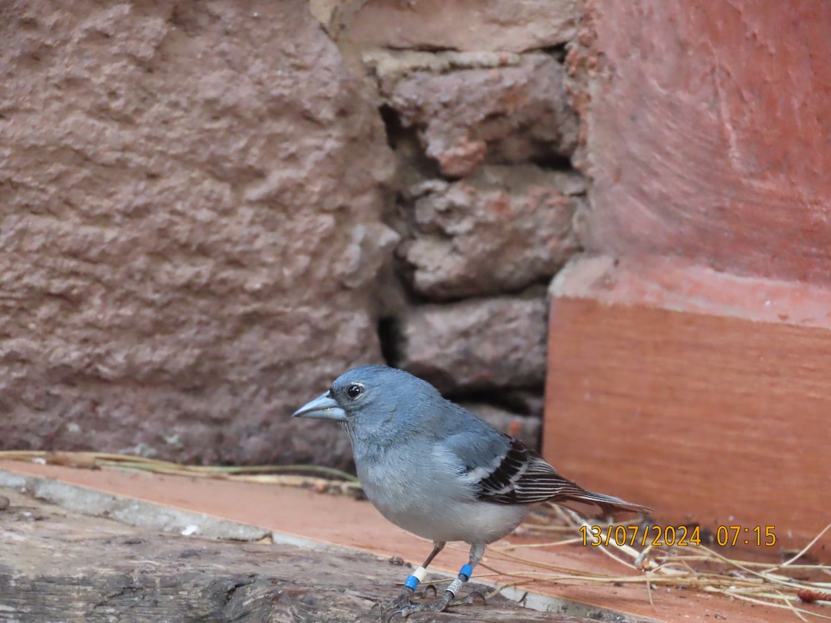 Gran Canaria Blue Chaffinch - ML621746356