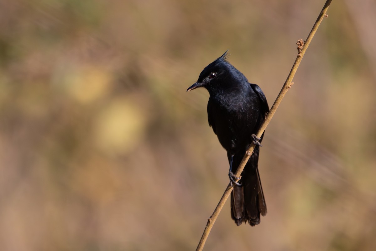 Crested Black-Tyrant - ML621746368