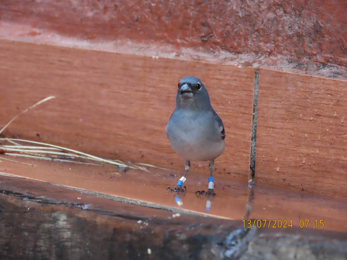 Gran Canaria Blue Chaffinch - ML621746387