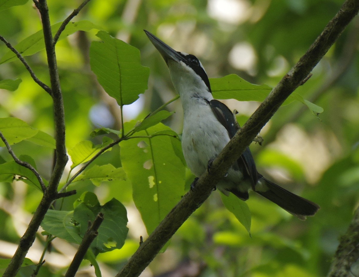 Sombre Kingfisher - ML621746450