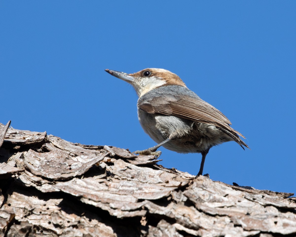 Brown-headed Nuthatch - ML621746455