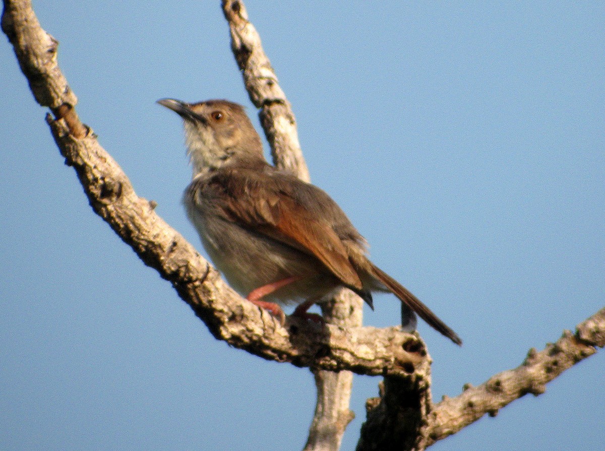 Whistling Cisticola - ML621746467