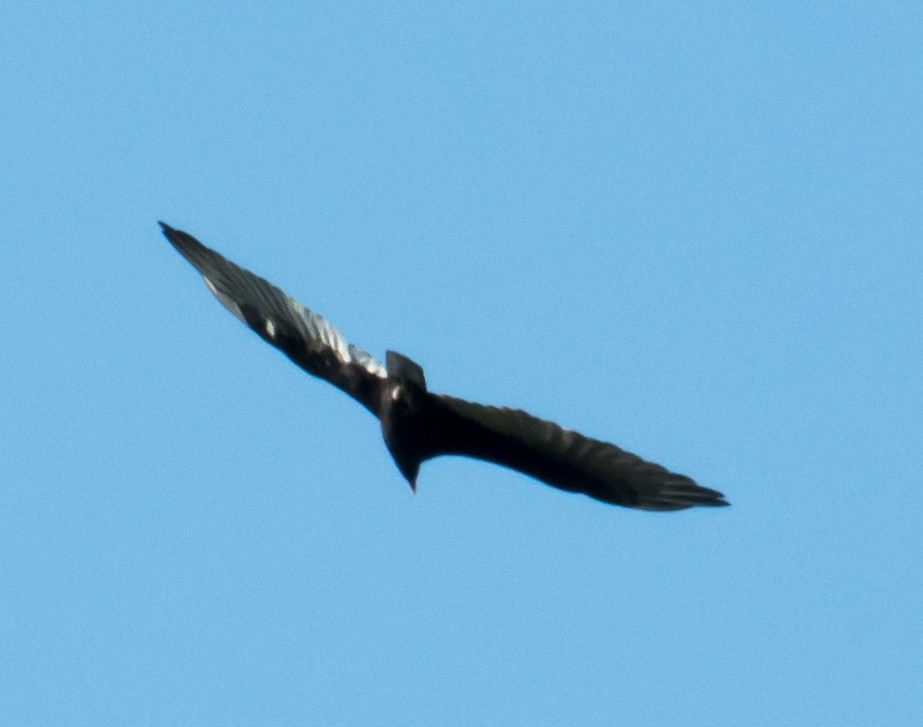 Turkey Vulture - ML621746478