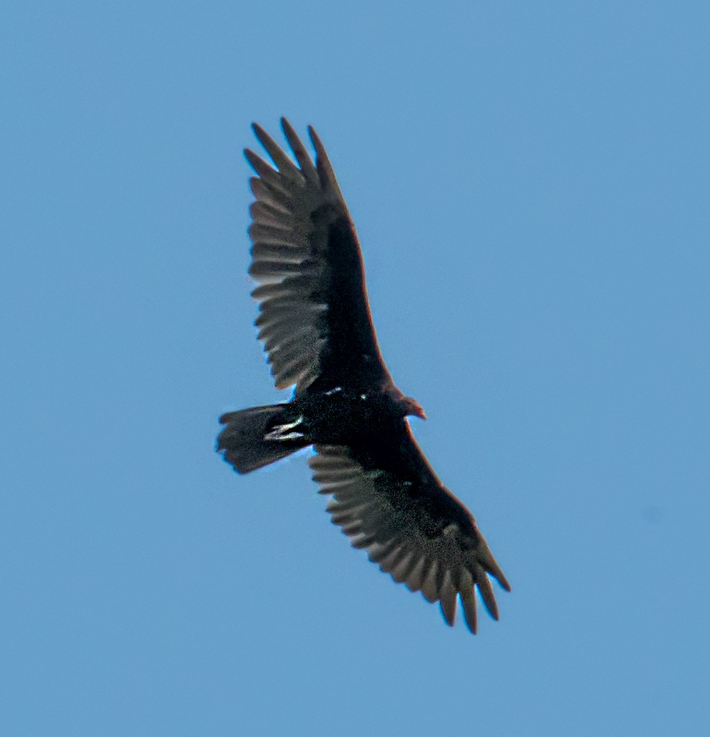 Turkey Vulture - ML621746480