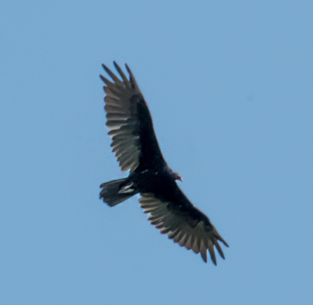 Turkey Vulture - ML621746482