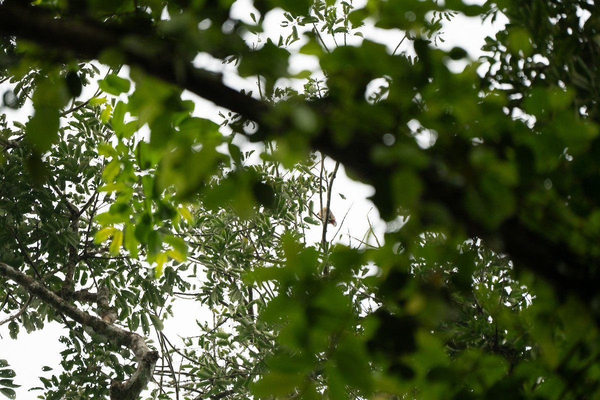 Red-vented Barbet - ML621746513