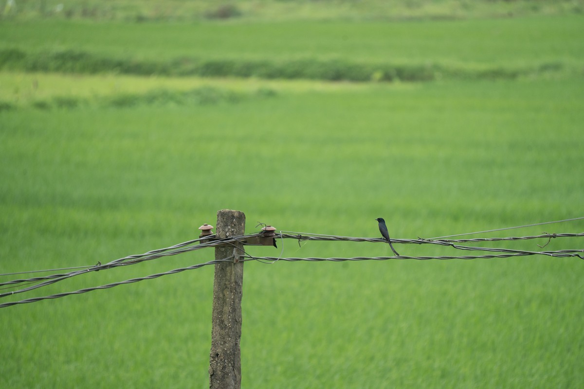 Black Drongo - ML621746582