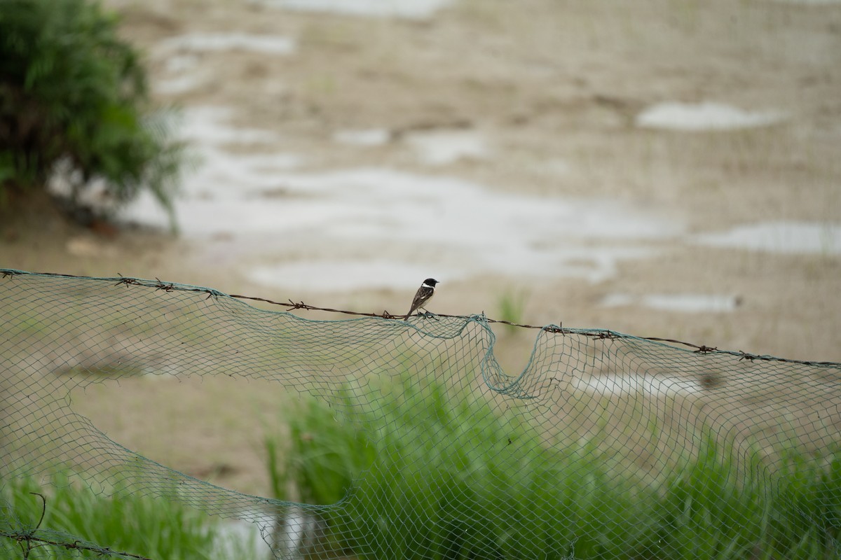 Siberian Stonechat - ML621746589