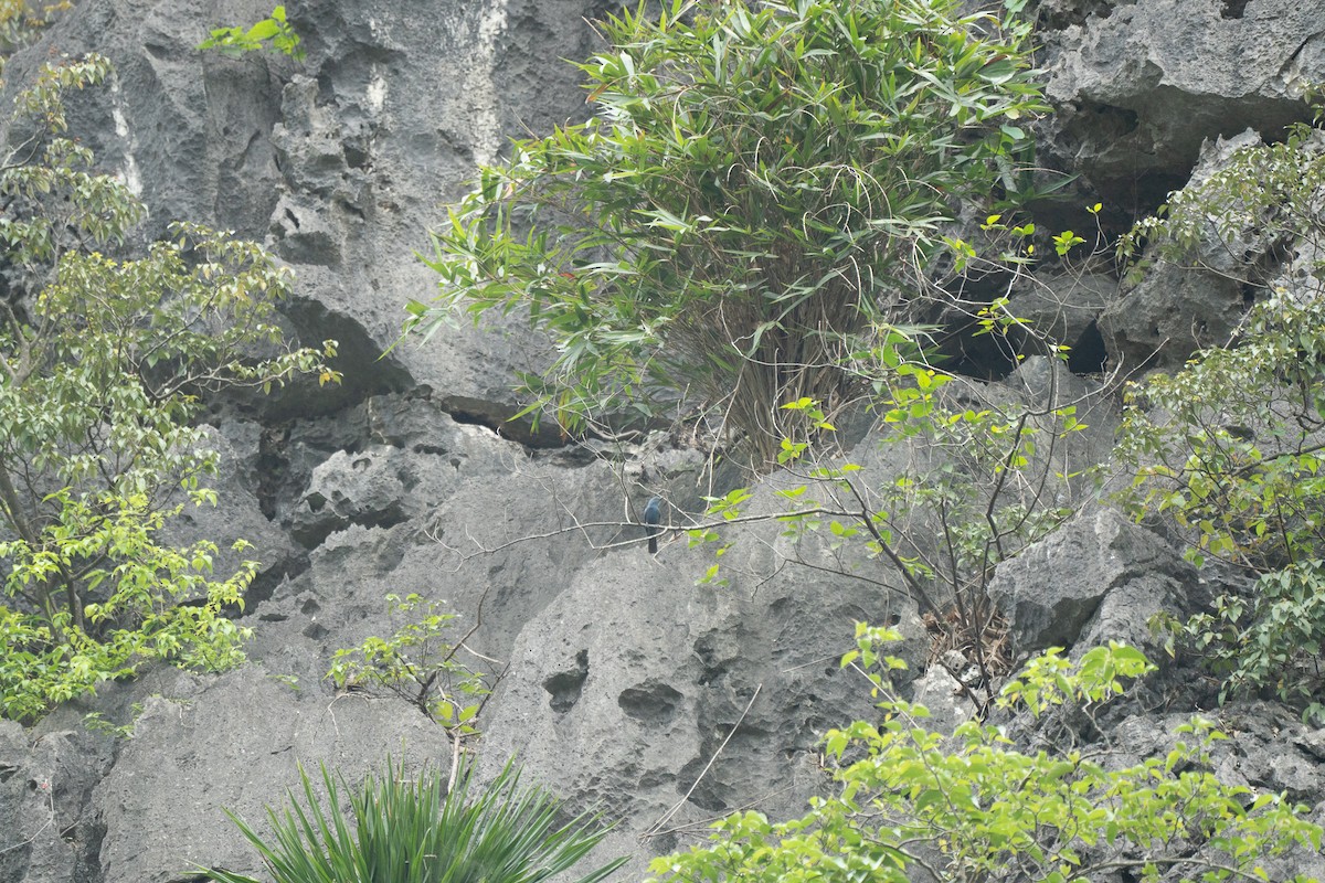 Blue Rock-Thrush - ML621746595