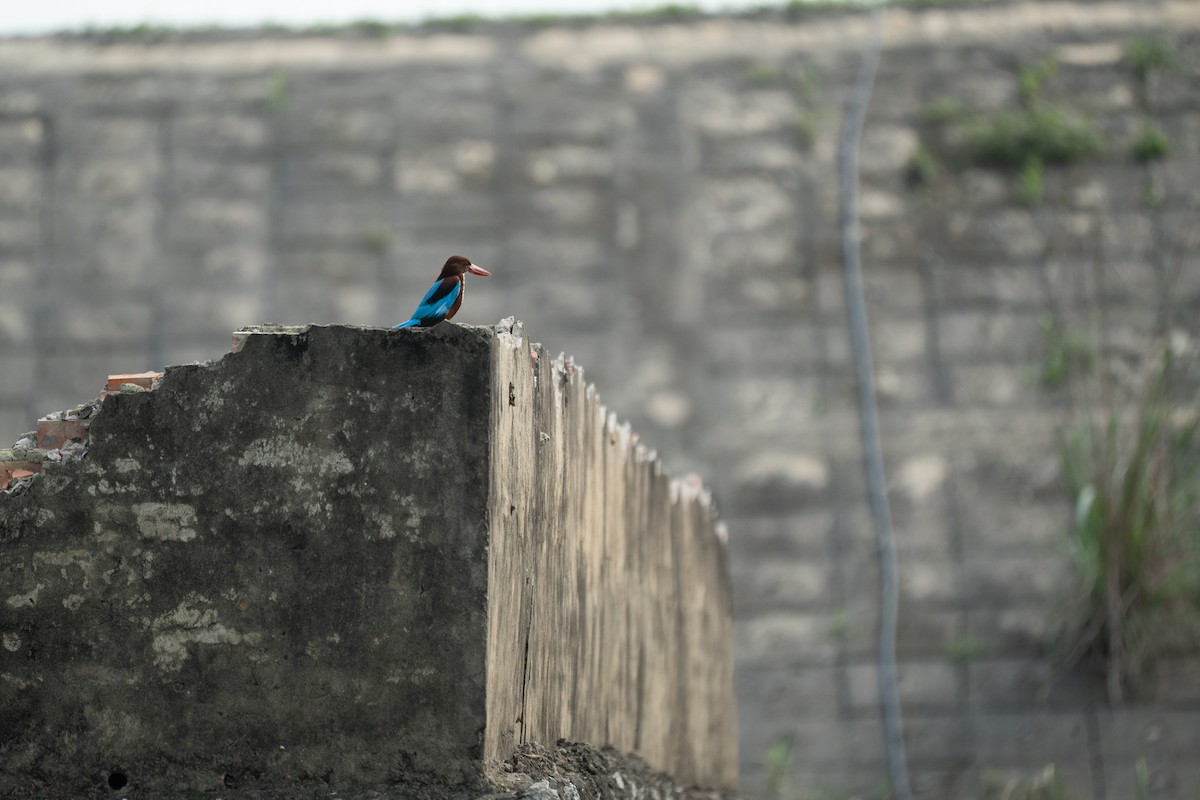 White-throated Kingfisher - Dindo Karl Mari Malonzo