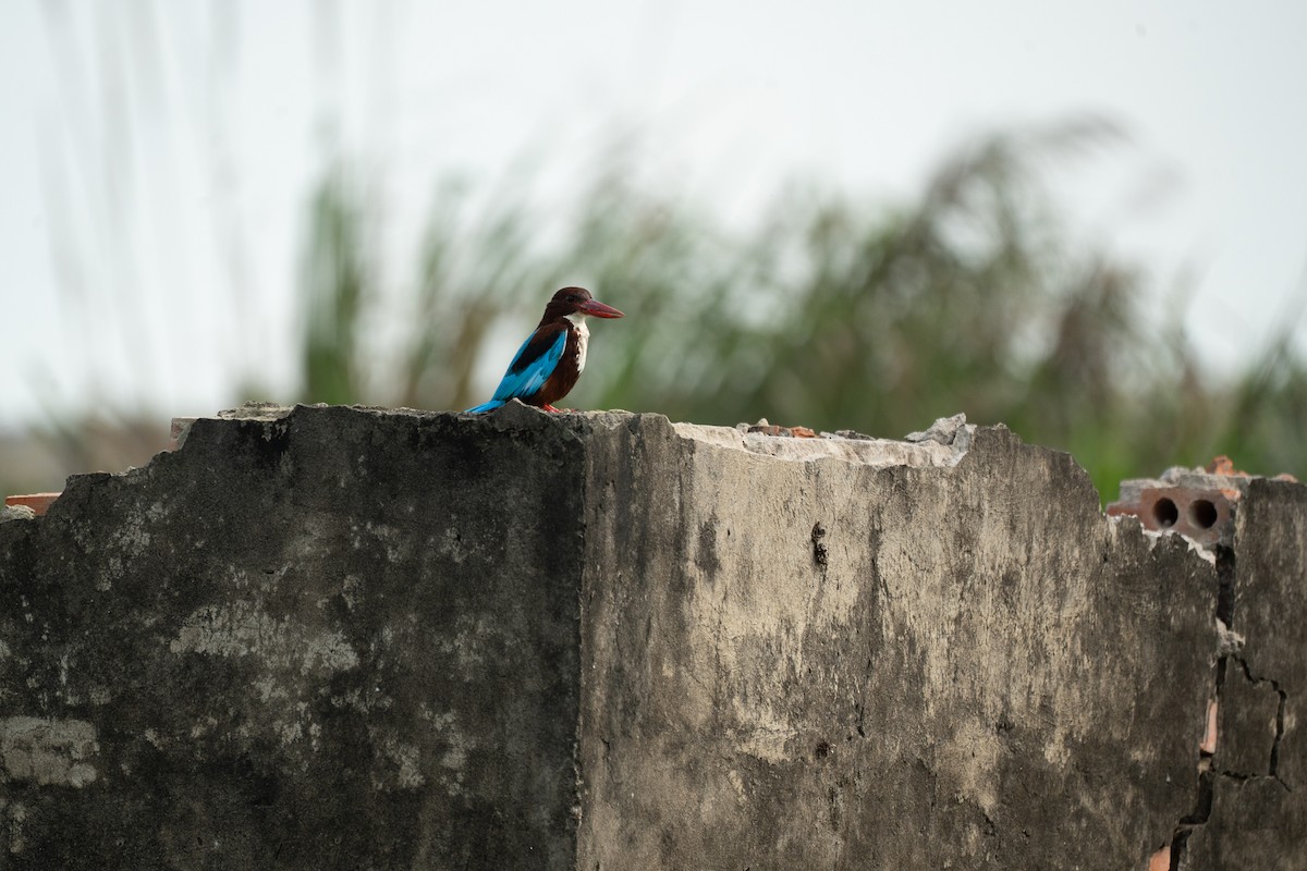 White-throated Kingfisher - ML621746599