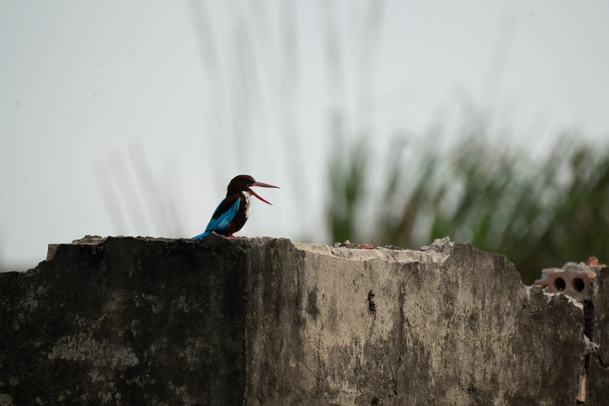 White-throated Kingfisher - ML621746600