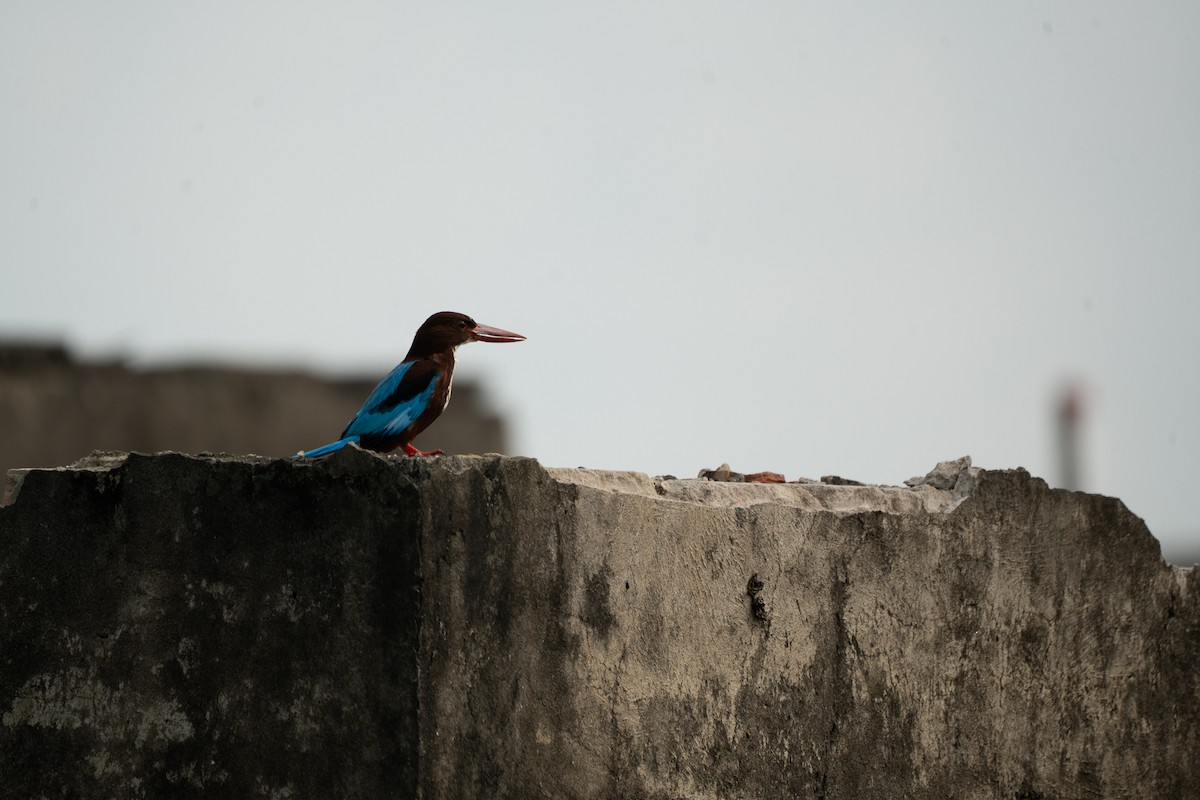 White-throated Kingfisher - ML621746602