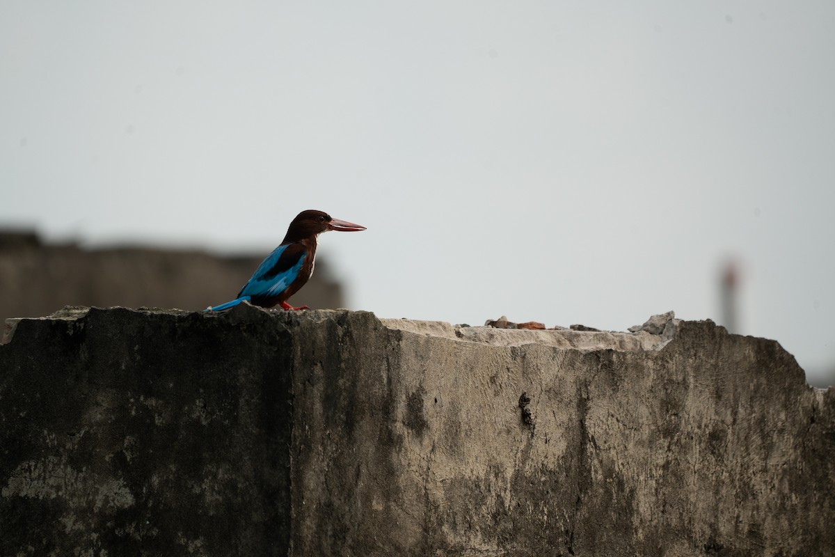 White-throated Kingfisher - ML621746603