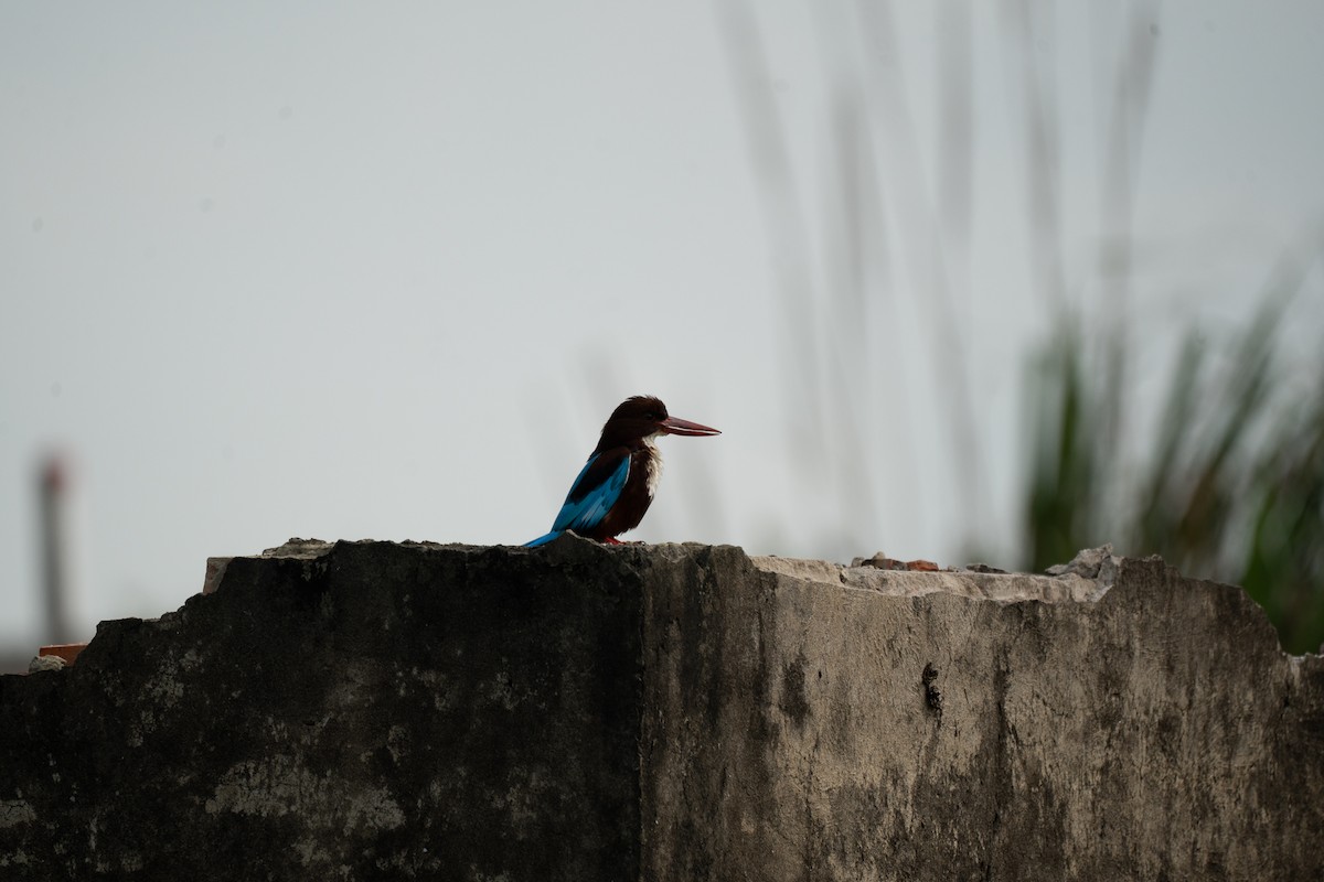 White-throated Kingfisher - ML621746604