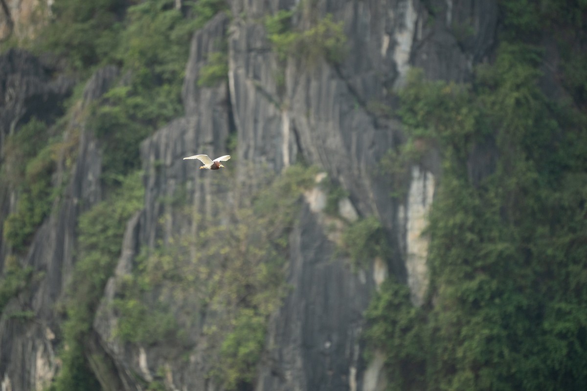 Chinese Pond-Heron - ML621746619