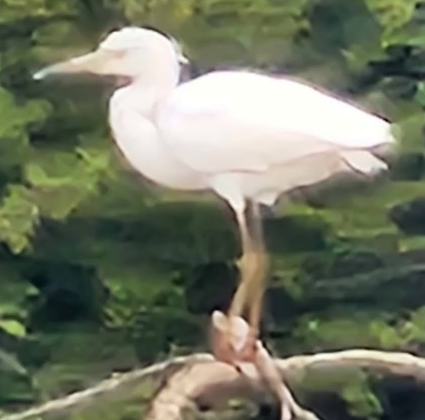 Little Blue Heron - ML621746670