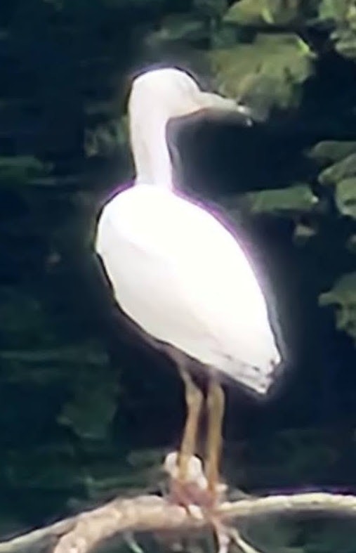Little Blue Heron - ML621746672