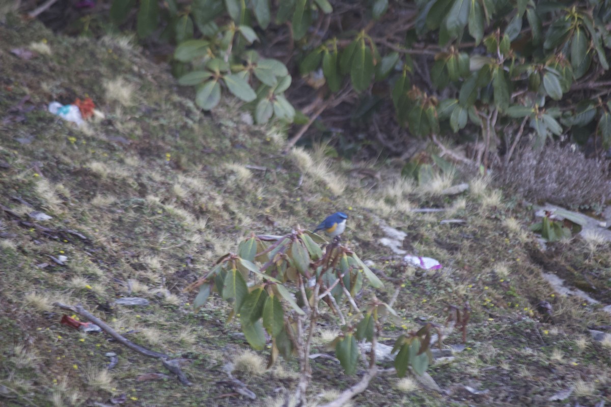 Himalayan Bluetail - Marsh Alphonso