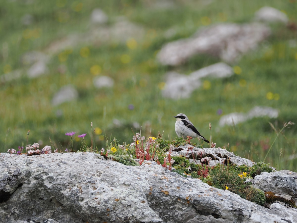 Northern Wheatear - ML621746704