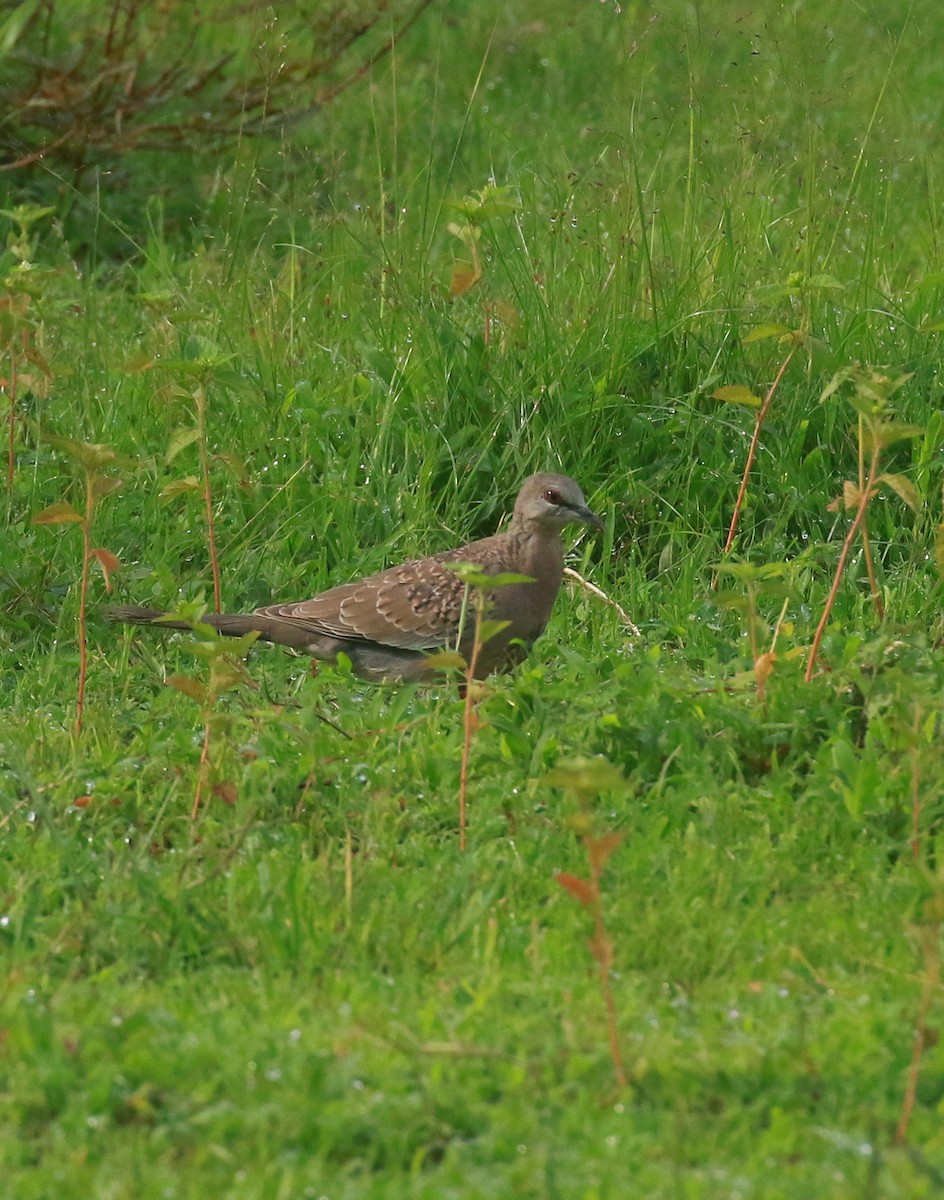 珠頸斑鳩 - ML621746717