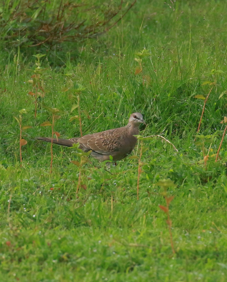 珠頸斑鳩 - ML621746718