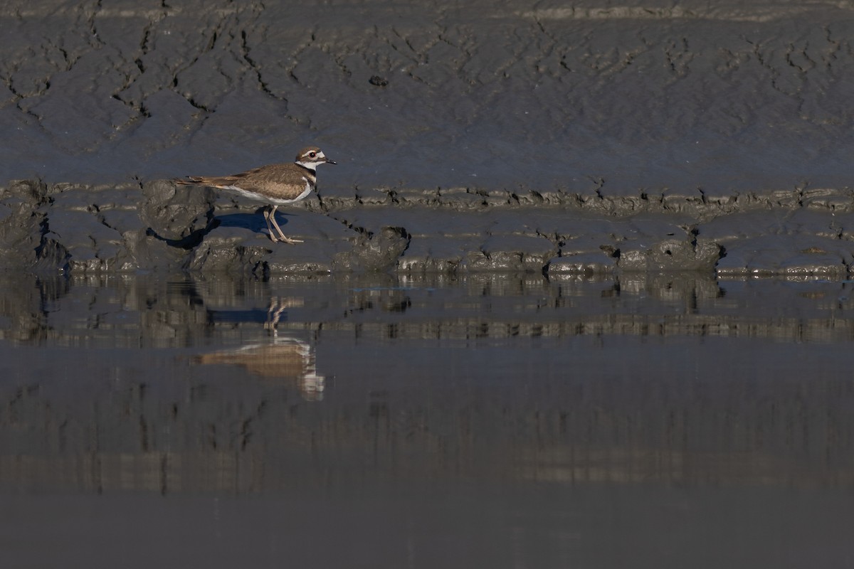 Killdeer - Justin Saunders