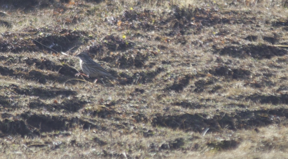 Rosy Pipit - Marsh Alphonso