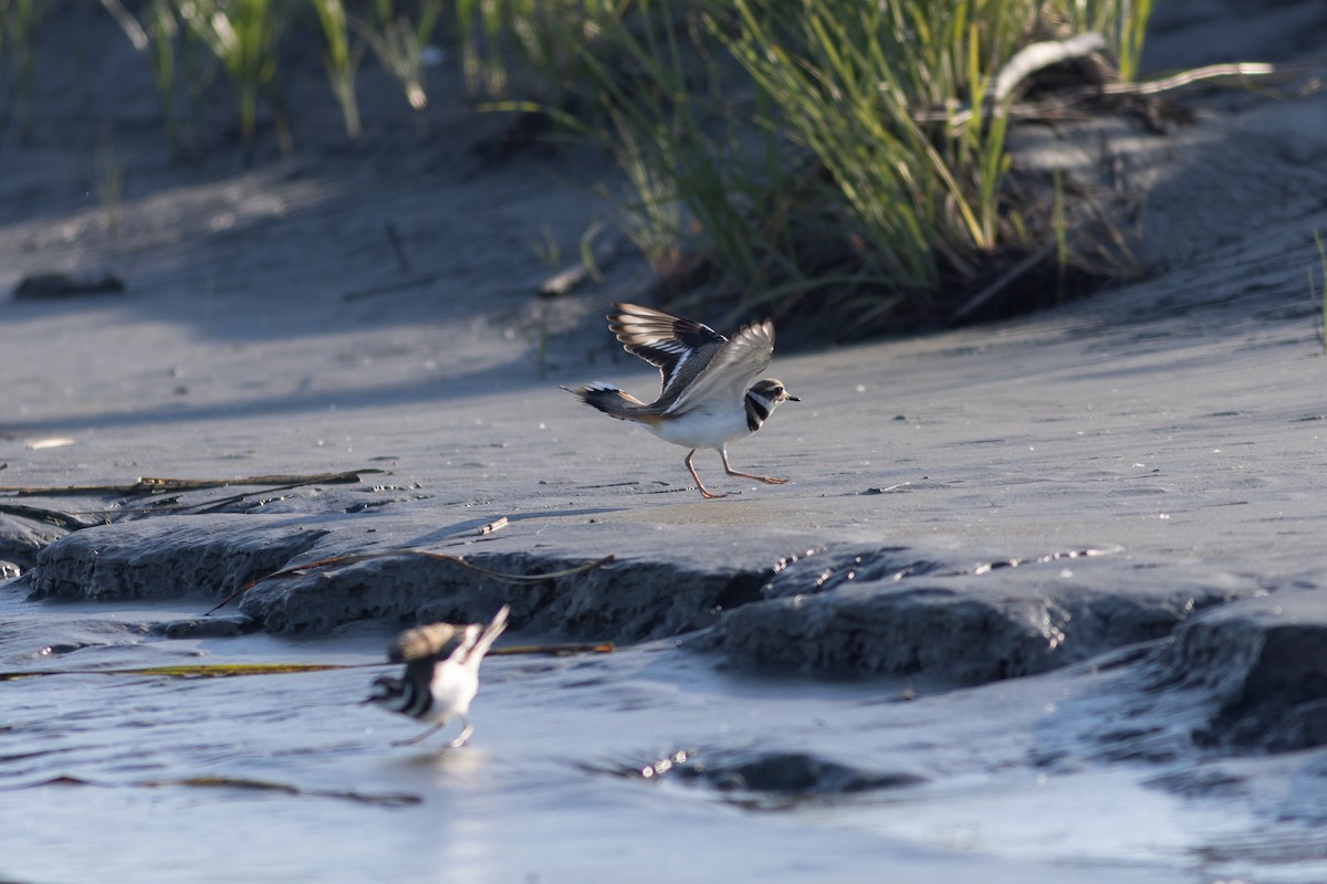 Killdeer - ML621746745