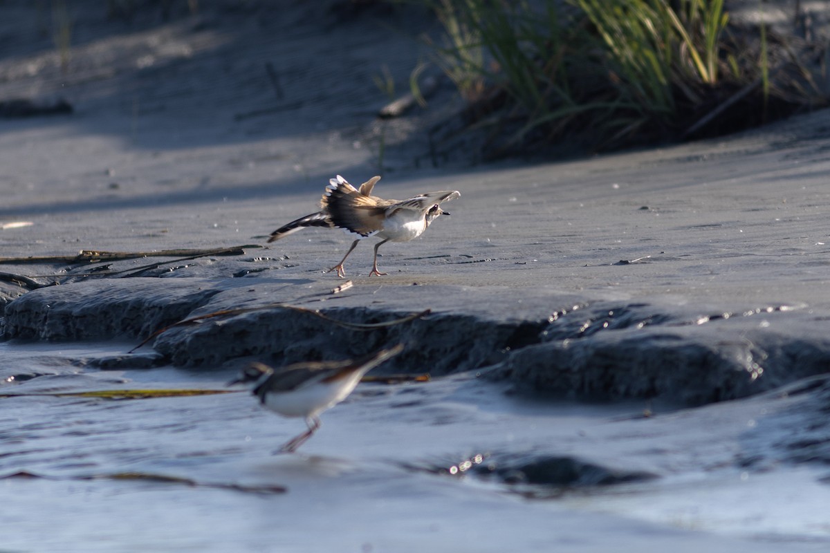 Killdeer - Justin Saunders