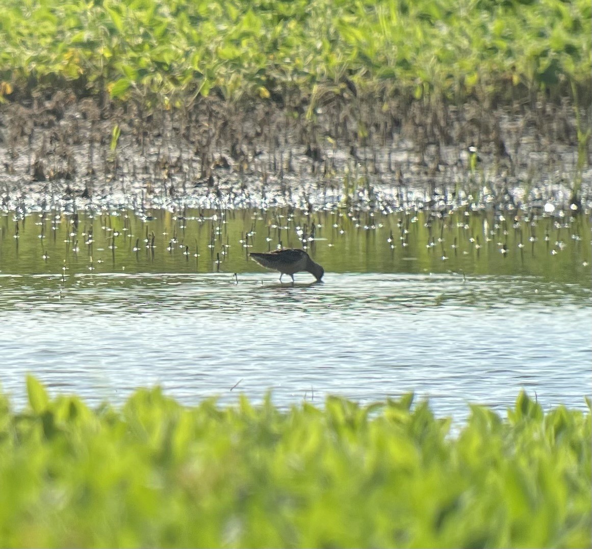 Long-billed Dowitcher - ML621746754